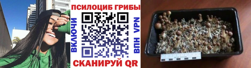 blacksprut рабочий сайт Ясногорск Галлюциногенные грибы Cubensis